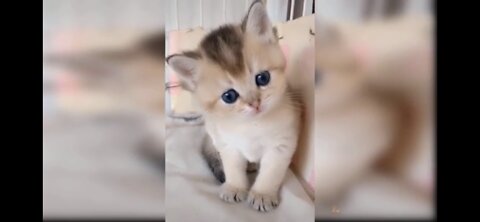 Try not to Awwww challenge-1😍🐈😘