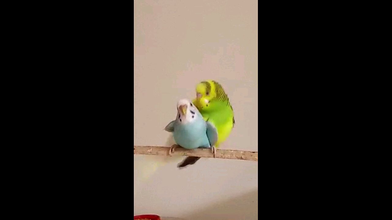 Budgies Mating