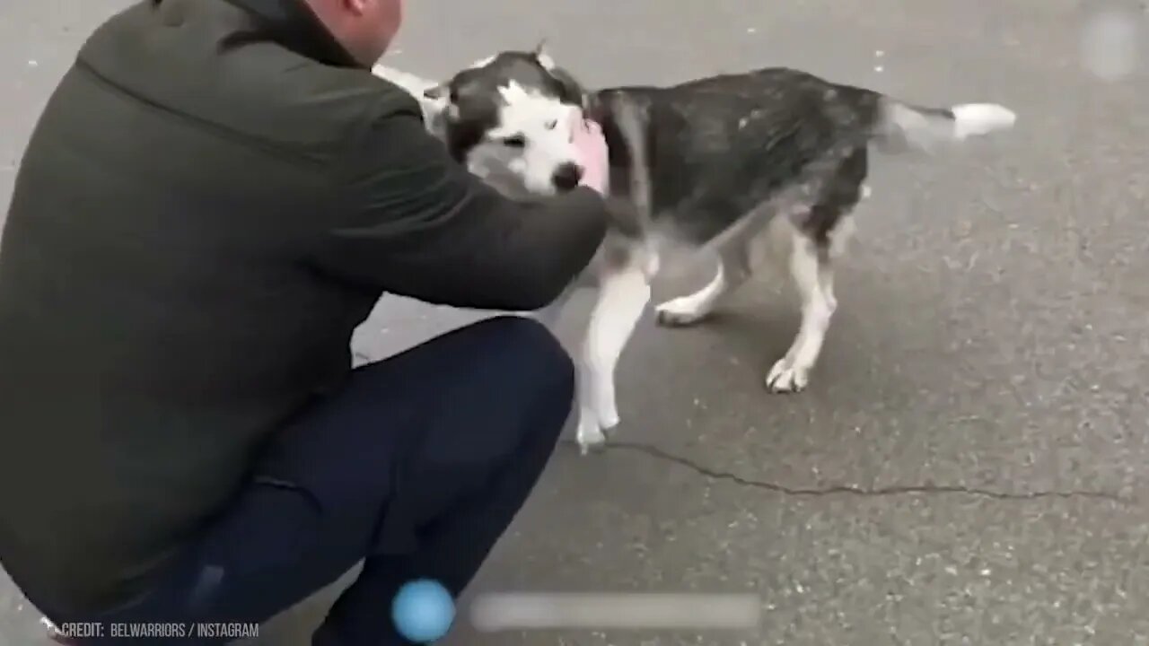 Animals Reunited With Owner After Years !68 5