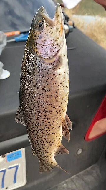 Fishing at the Teton Dam area Idaho rainbow trout Brown Trout