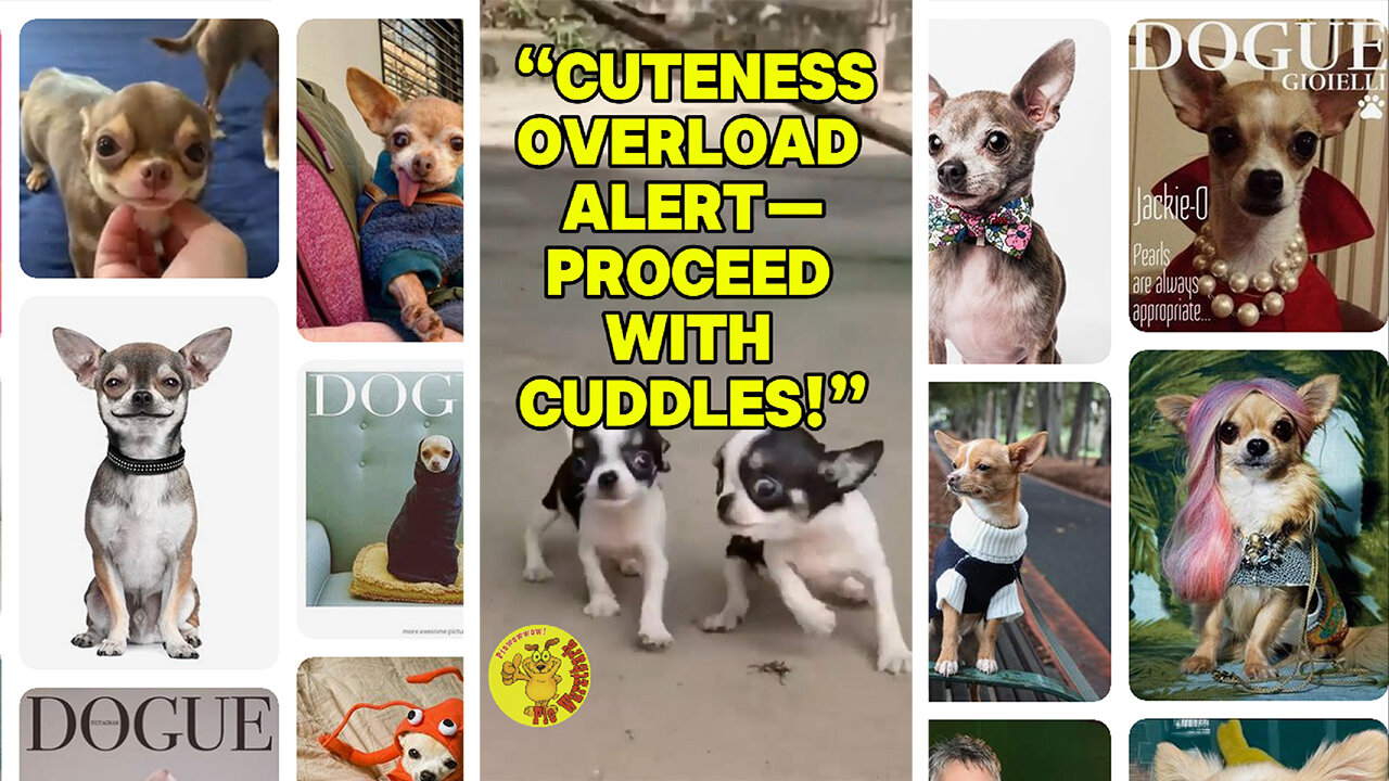 Chihuahua cuteness overload alert—proceed with cuddles!