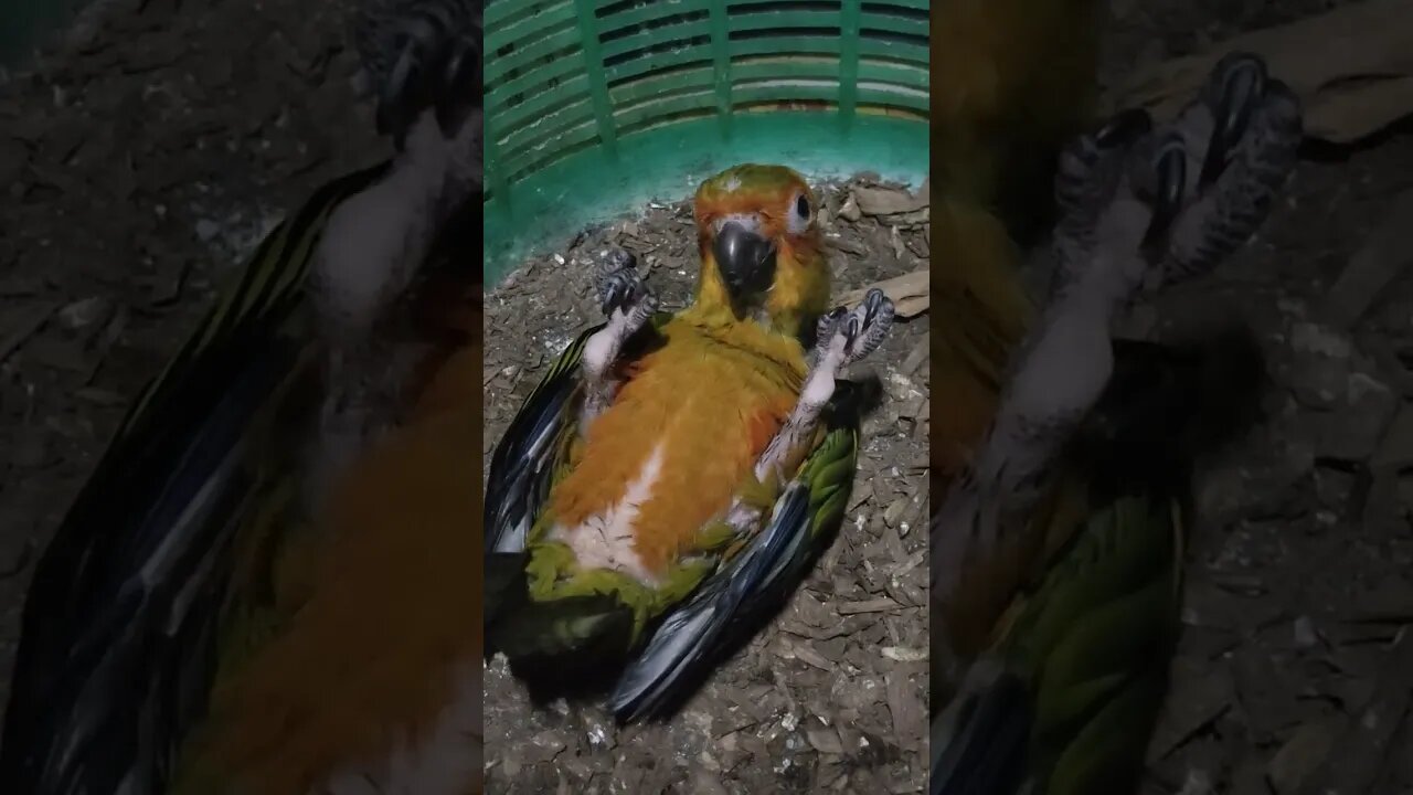 Tum inte cute kyon hoo ! l #shorts l #sunconure l @BikisAviary