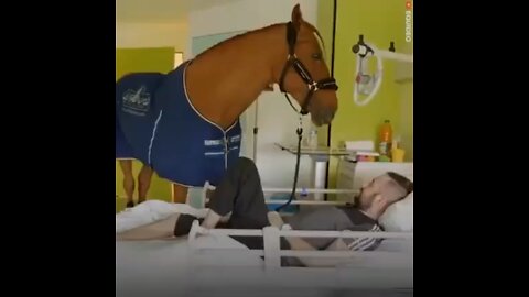 Horse Therapy