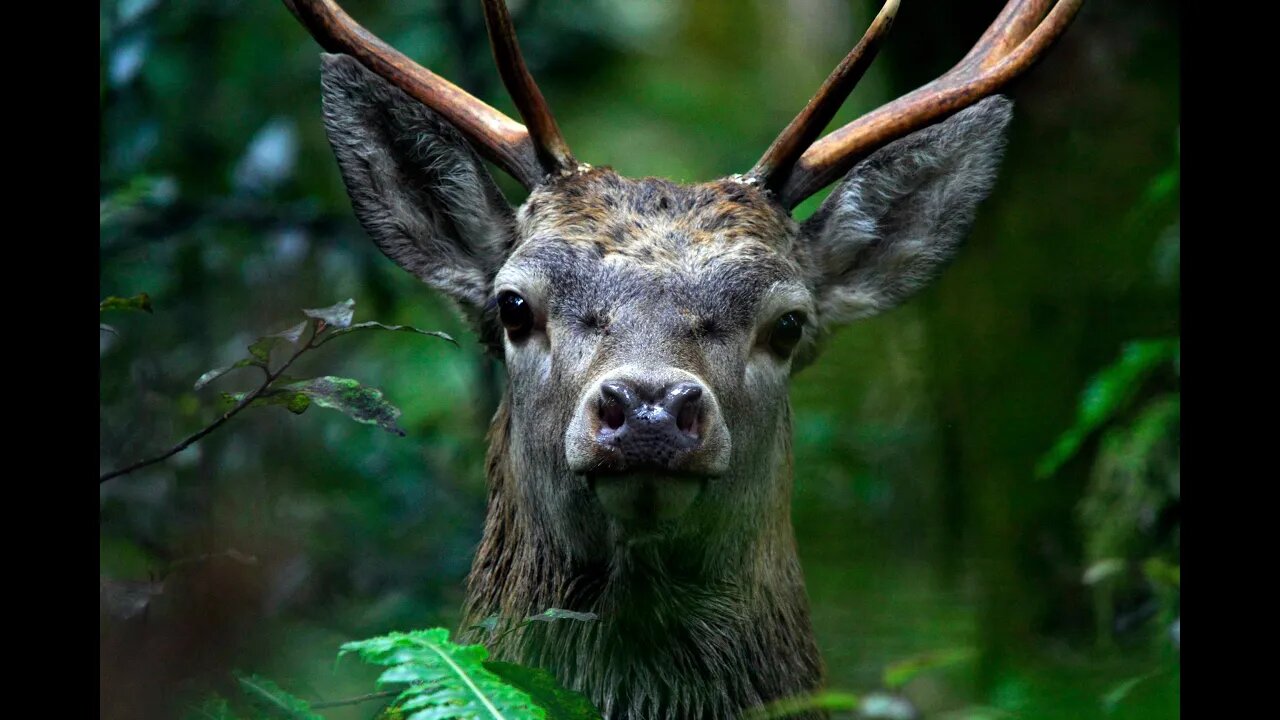 Westland Stag Hunt