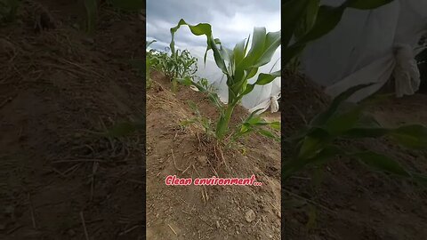 10 Facts about Growing Maize🌽😁|#vlog #farming #food #like #subscribe #shorts #usa #short #shortvideo