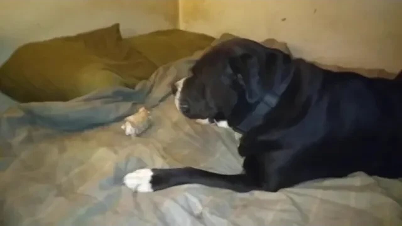 Mia won't share her Bone with me
