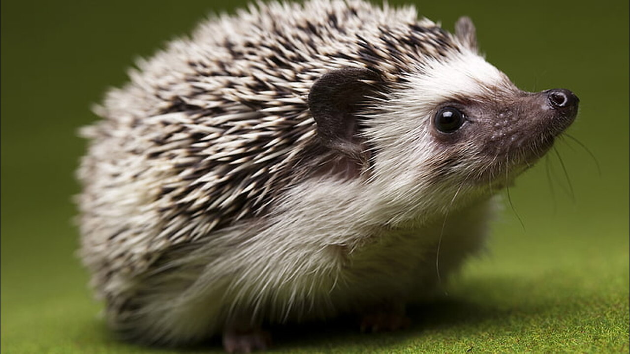 Cute But Vicious Hedgehog Attacks A Deadly Viper | Wildest Middle East