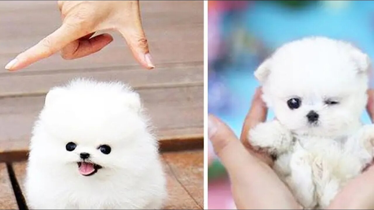 Very funny dogs video (Impossible to laught)