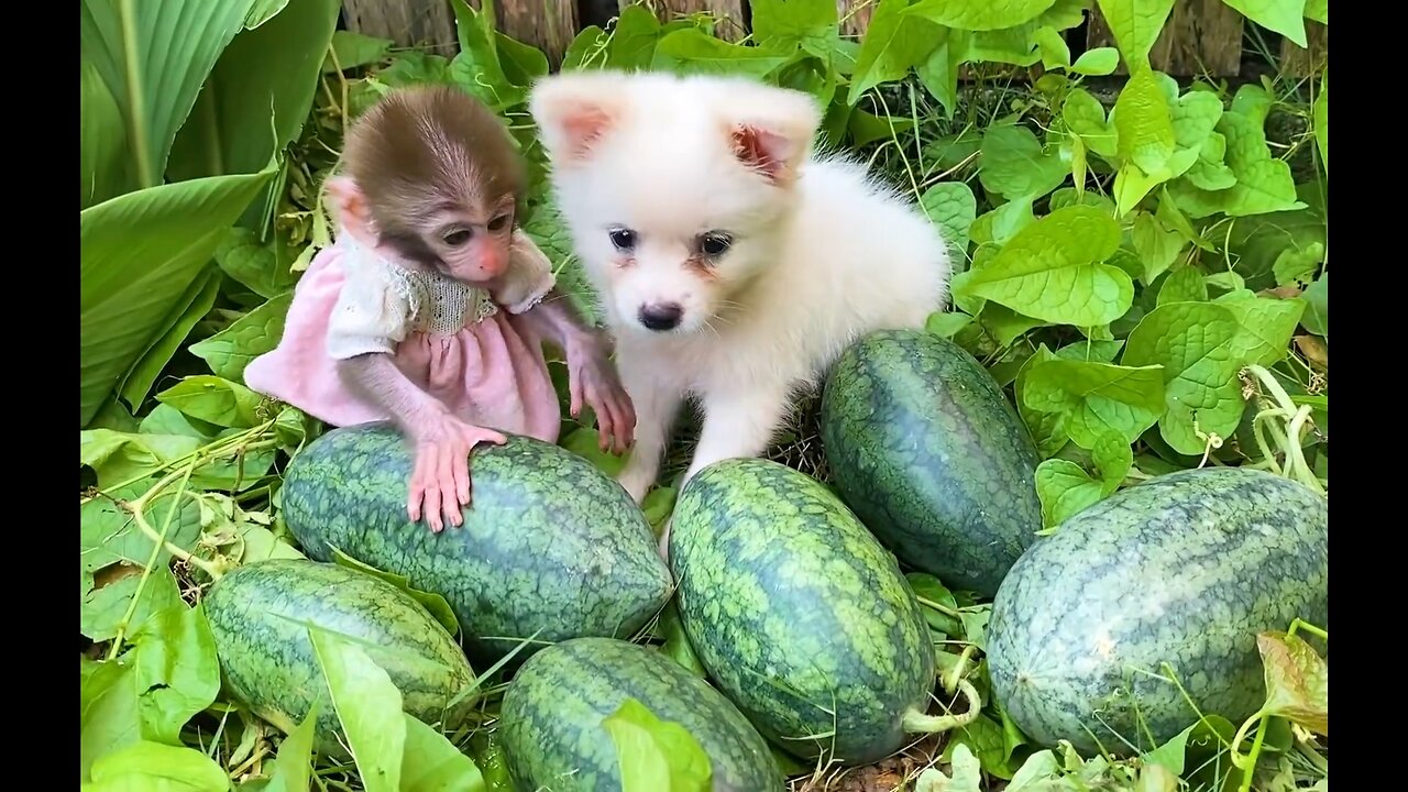 Baby monkey Bon Bon harvests watermelons with puppy in his garden & So Yummy Fruits,animal video