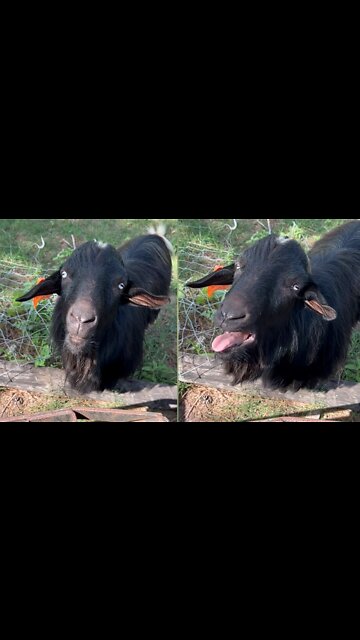 Male goats | Enjoying❤ with girls | #pets #funny #rumble