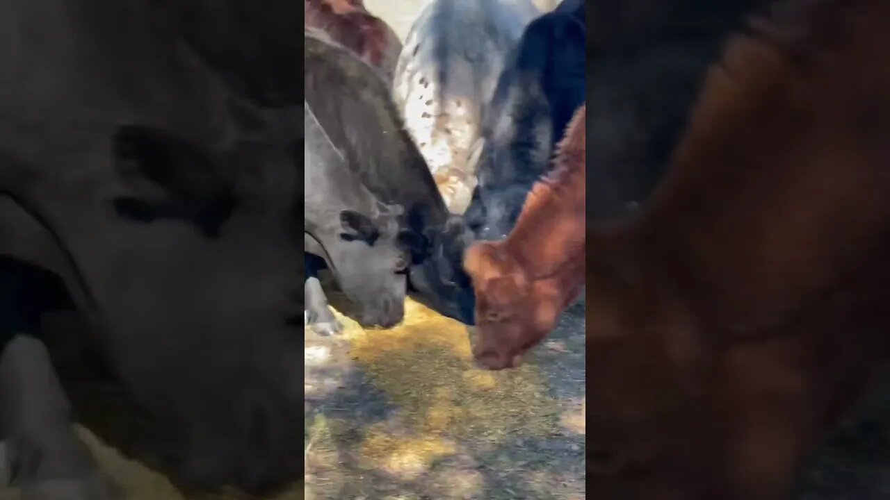 Cow feeding frenzy! #cow #cows #cattle #cattlefarm #cattleranch #shorts