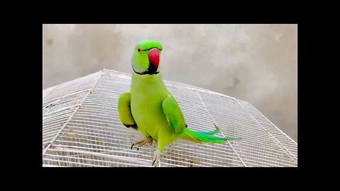 Urdu Talking Parrot #Shorts #ytshorts #UbertainmentFun