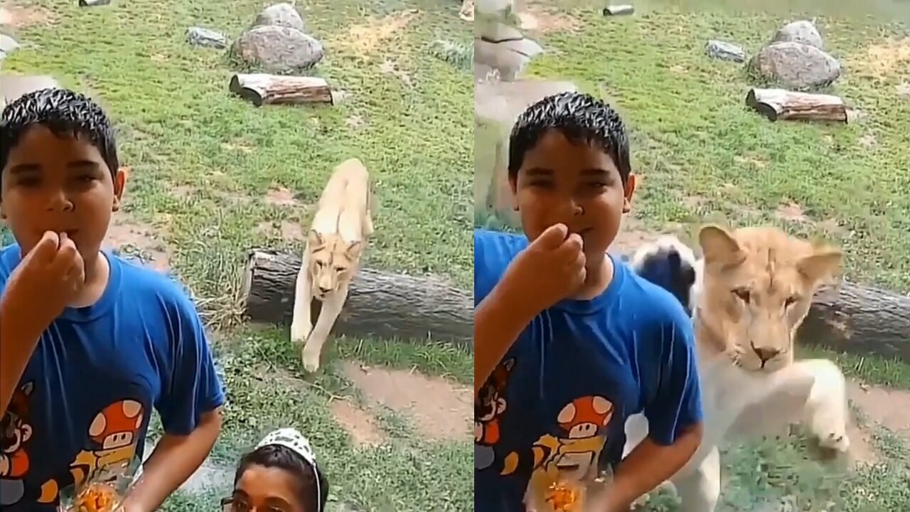 Lioness attacks children who were taking a picture