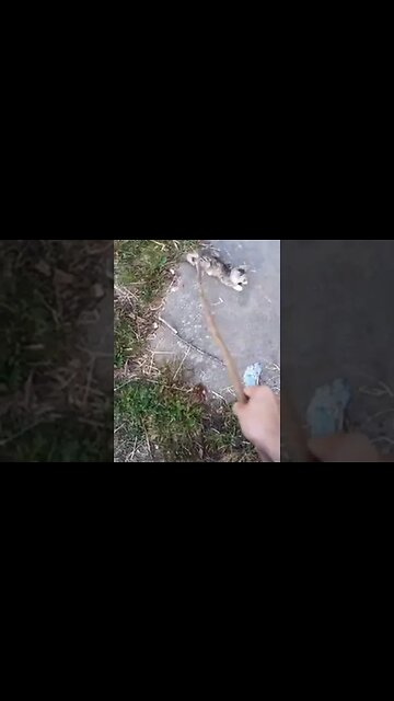 God is good!! He created companion animals like Felicity barn cat to bring us joy