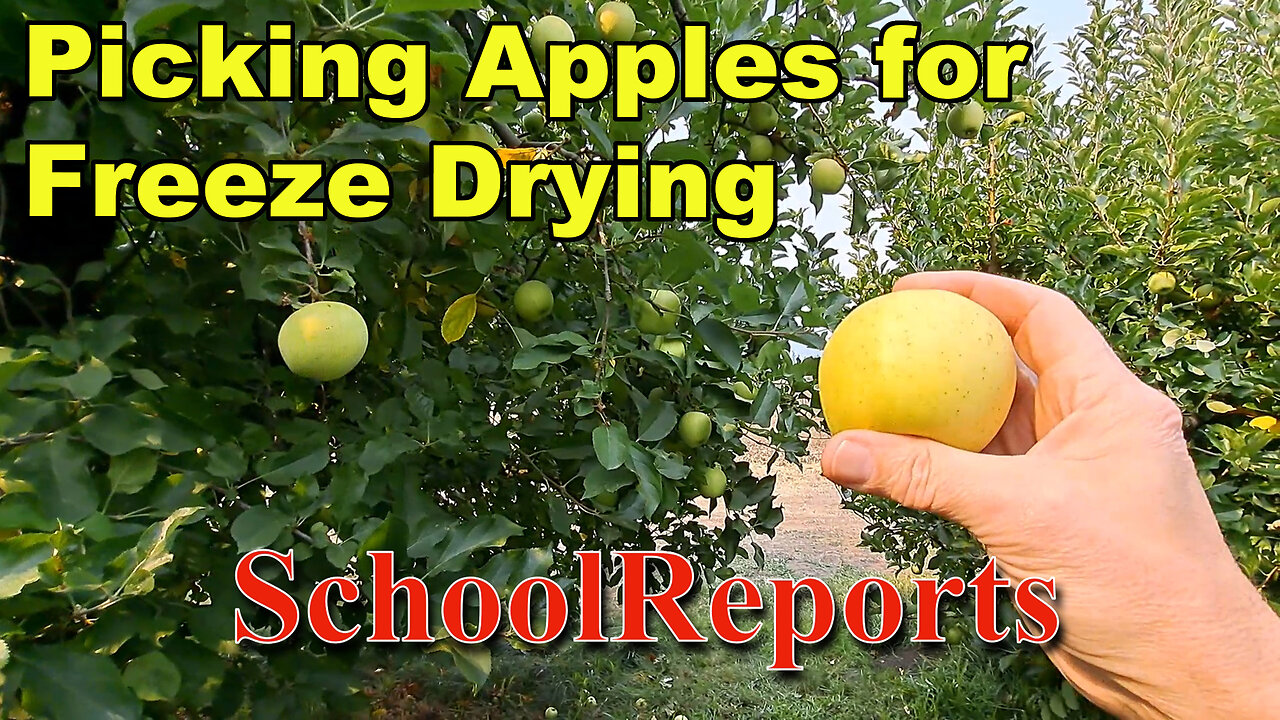 Picking Apples, for Freeze drying, at our Local U-Pick Orchard 9-23-2023
