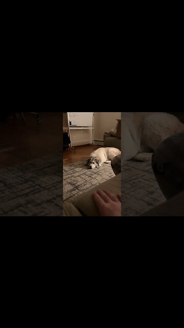 Great Pyrenees… they listen so well!