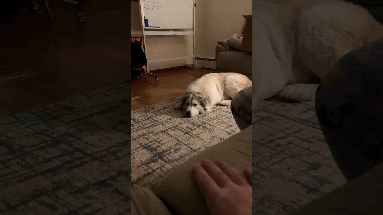 Great Pyrenees… they listen so well!