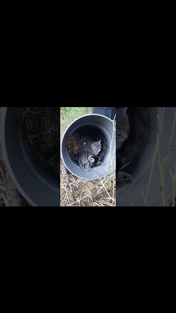 Remember to Insulate your potted Cats #cat #fantasybook #kitten