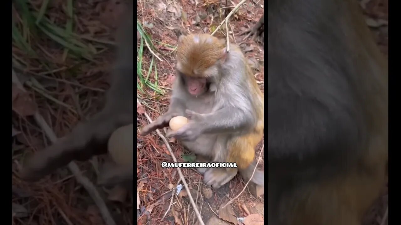 pintonildo quase foi pra casa do pé junto