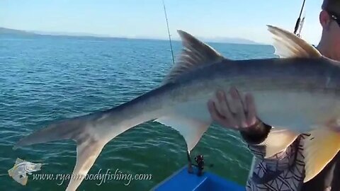 Massive threadfin foul hooked