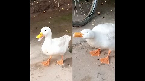 Angry🔥baby duck makes noise.