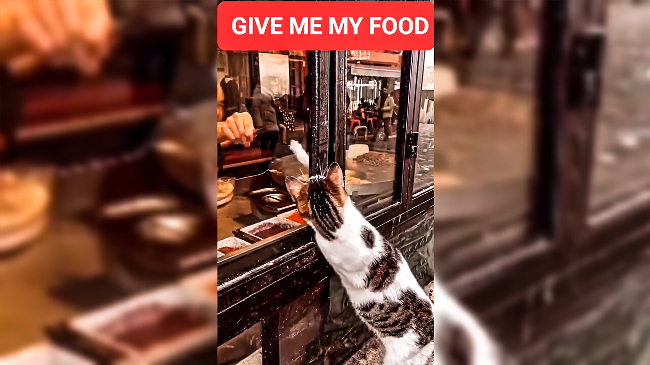 Cat wants to eat some food