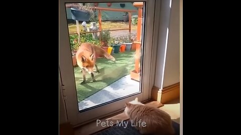 New Funny Animals 2023 😆 Funniest Cats and Dogs Videos