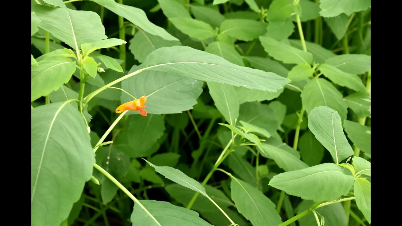 Foraging for Jewelweed