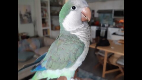 Quaker Parrot Flight Training