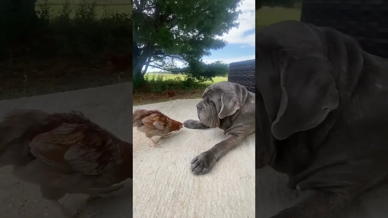 Oden dealing with the birds🤣 #dog #mastiff #cute #adorable #chicken