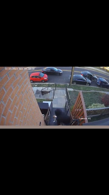 D.C. Is Such A Crime-Infested Craphole, Thugs Are Robbing Puppies At Gunpoint From Ladies