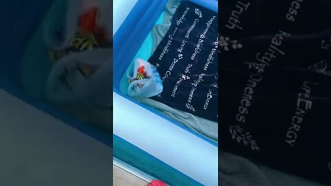 Pool Night Tiktok emily megan23