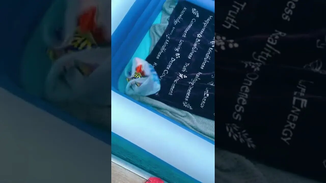 Pool Night Tiktok emily megan23