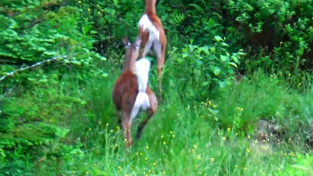 White-tailed deer