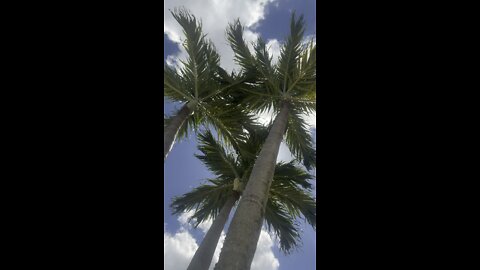 More of that palm tree breeze