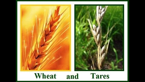 TARES AND WHEAT, THE TARES WILL BURN IN THE GEENNA