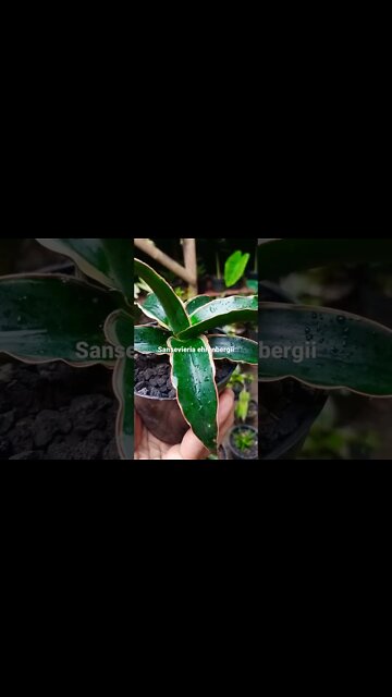 sansevieria#shorts