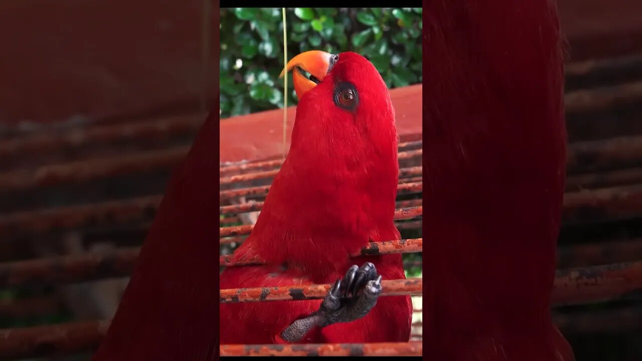 Best Cute and Funny Animals Video Part 32