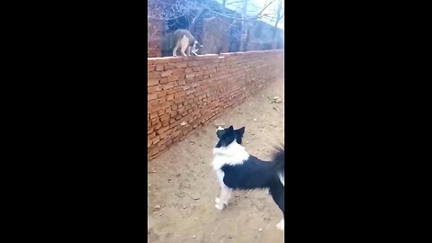 Cate dogs fight