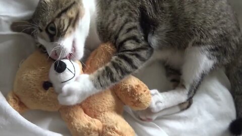 Mortal Combat Cat vs Bear