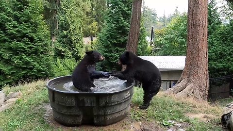 Bears Are Caught Splashing In Outdoor Bathtub At The Oregon Zoo