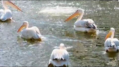 Duck swimming in river water!!!!!