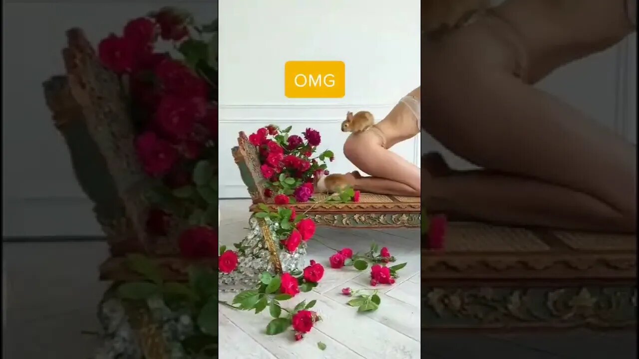 funny videos || funny OMG video ||funny rabbit video (1)