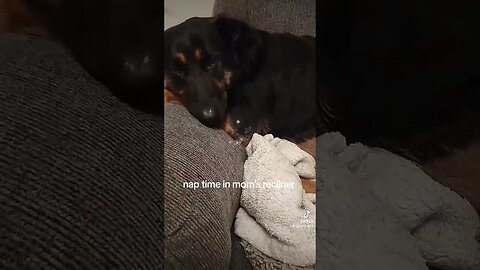 i stole mom's recliner for nap #bella #dog #cutepets #barkbark #dogsofyoutube