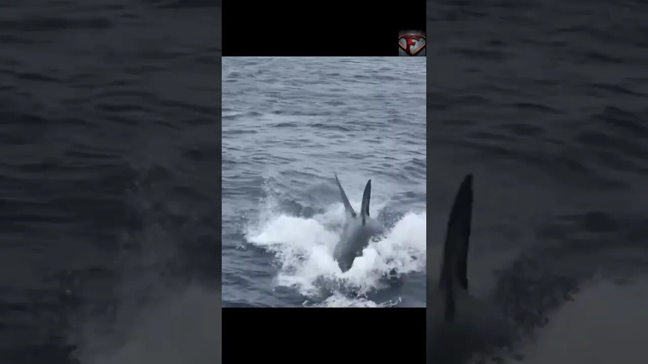 Great White Shark Snatches Bird #shorts #shark #vs #share