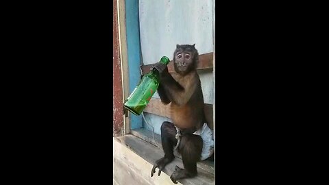 #monkey enjoying life #funnyvideo