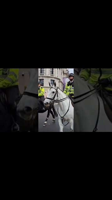 Met police horses #horseguardsparade
