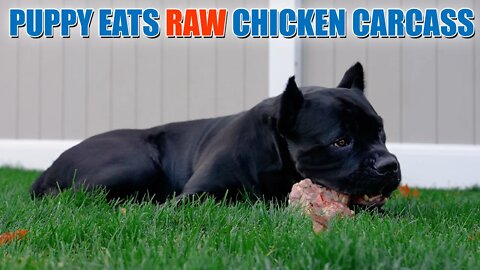 Puppy Cane Corso Eats RAW Carcass