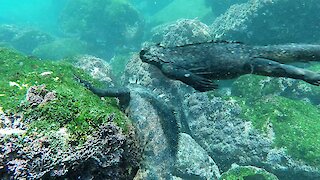 These Marine Iguanas of the Galapagos are just like mini dinosaurs