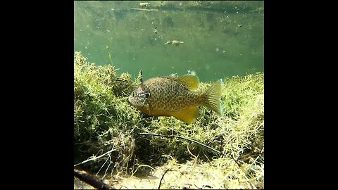 pumpkinseed on the bed